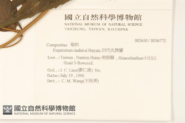 田代氏澤蘭藏品圖，第2張