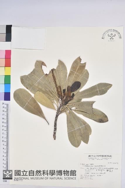 蘭嶼土沉香藏品圖，第1張