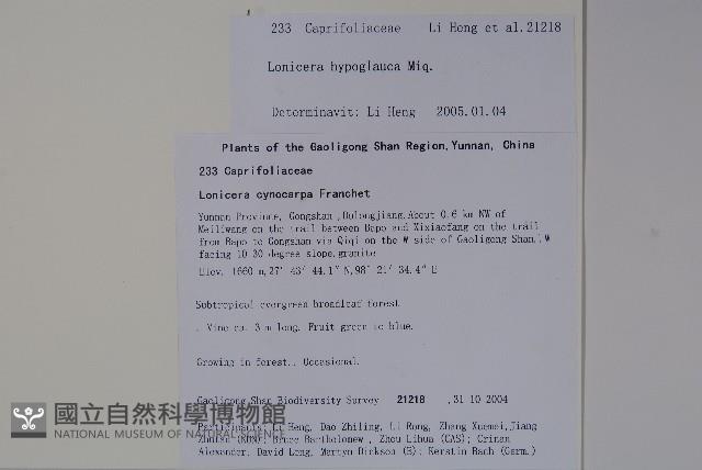 裡白忍冬、紅腺忍冬藏品圖，第2張