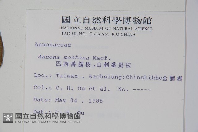 巴西番荔枝藏品圖，第2張