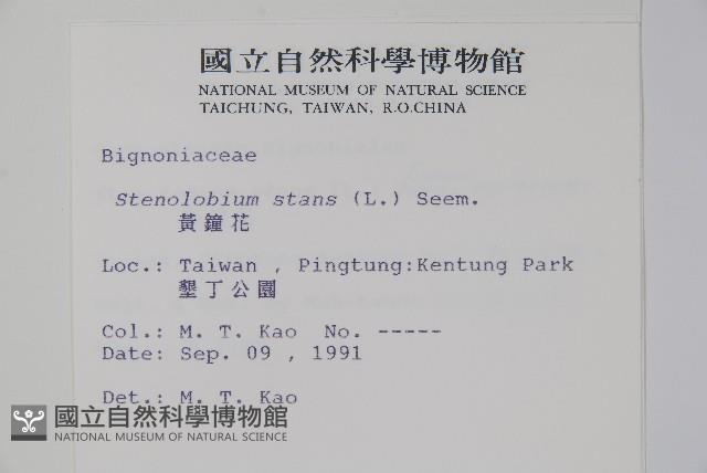 黃鐘花藏品圖，第2張