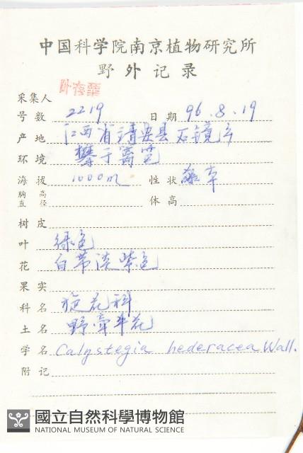 打碗花藏品圖，第2張