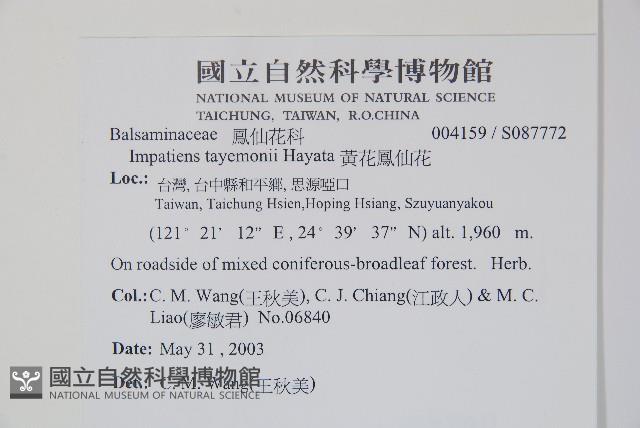 黃花鳳仙花藏品圖，第2張