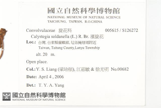 濱旋花藏品圖，第2張