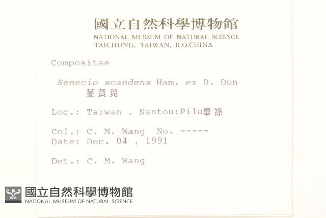 蔓黃菀藏品圖，第2張