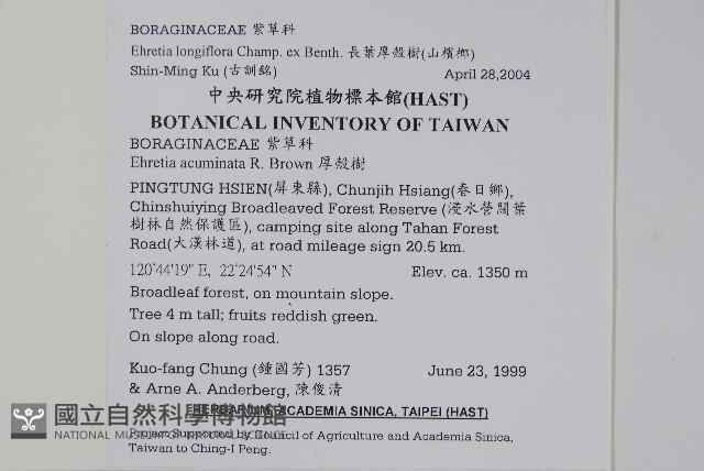 長花厚殼樹藏品圖，第2張