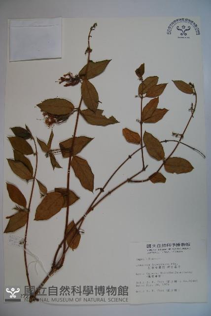 裡白忍冬、紅腺忍冬藏品圖，第1張