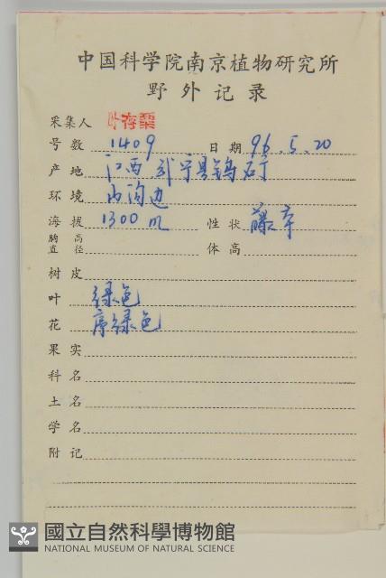 灰葉南蛇藤藏品圖，第2張