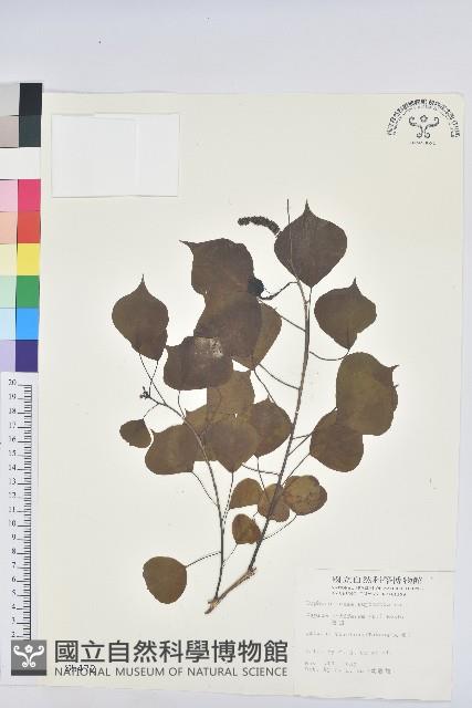 烏臼藏品圖，第1張