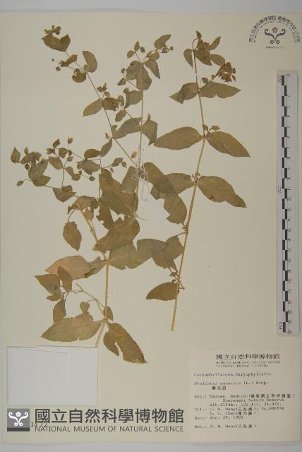 Chickweed Collection Image, Figure 1, Total 2 Figures