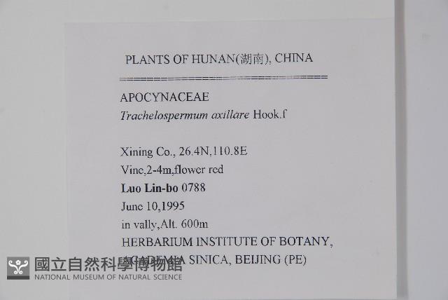 紫花絡石藏品圖，第2張