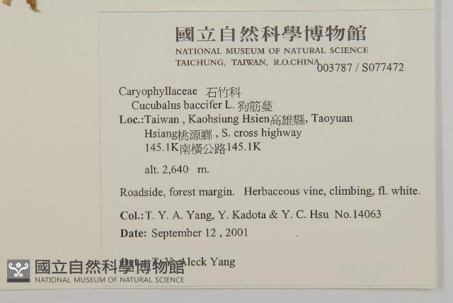 狗筋蔓藏品圖，第2張