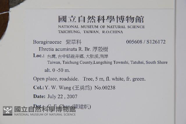 厚殼樹藏品圖，第2張