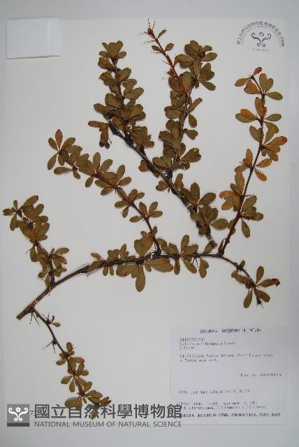 玉山小蘗藏品圖，第1張