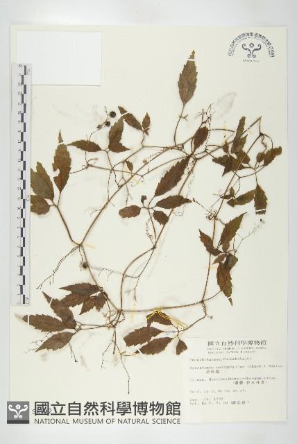 絞股藍藏品圖，第1張