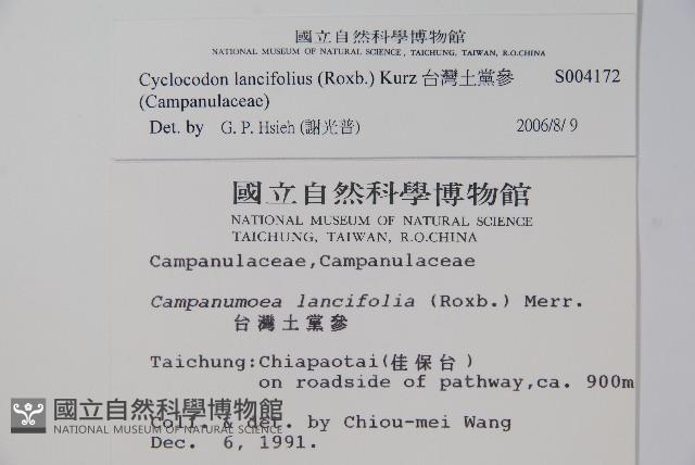 台灣土黨參藏品圖，第2張