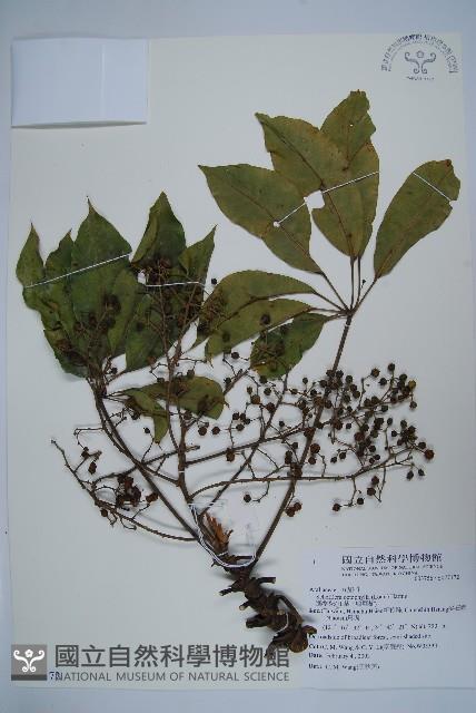 鵝掌柴、江某、鴨腳樹藏品圖，第1張