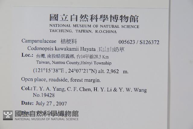 玉山山奶草藏品圖，第2張