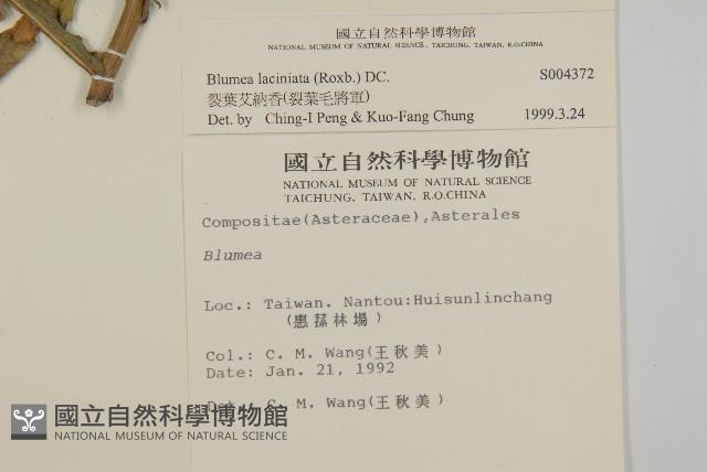 裂葉艾納香藏品圖，第2張