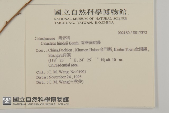 南華南蛇藤，青江藤藏品圖，第2張