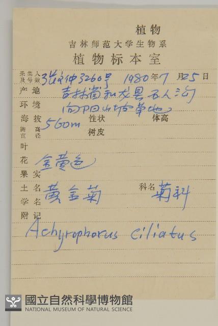 貓兒菊藏品圖，第2張