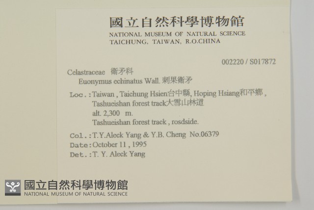 刺果衛矛藏品圖，第2張