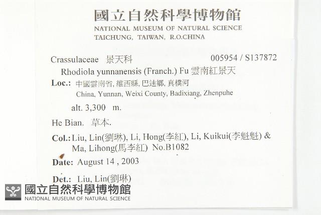 雲南紅景天藏品圖，第2張