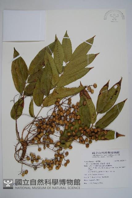 木蠟樹、山漆藏品圖，第1張