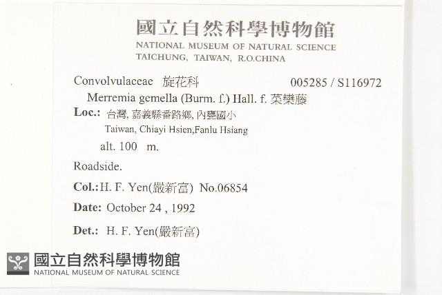 菜欒藤藏品圖，第2張