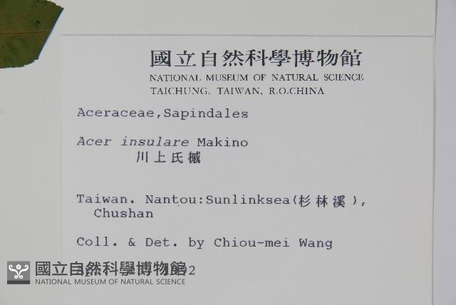 大屯尖葉槭, 川上氏槭藏品圖，第2張