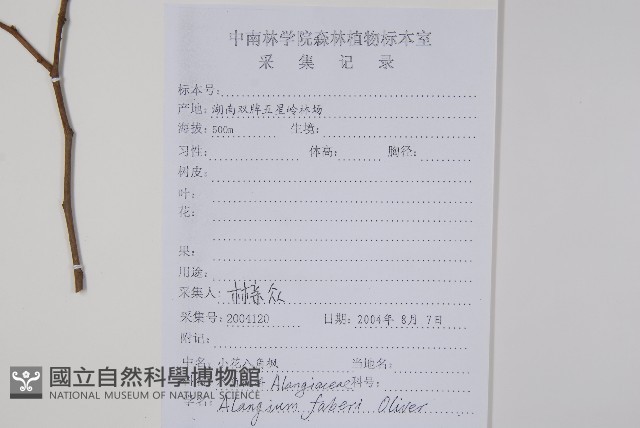 小花八角楓藏品圖，第2張