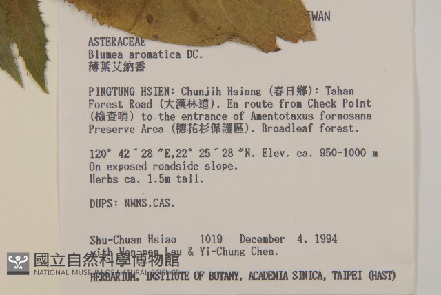 薄葉艾納香藏品圖，第2張