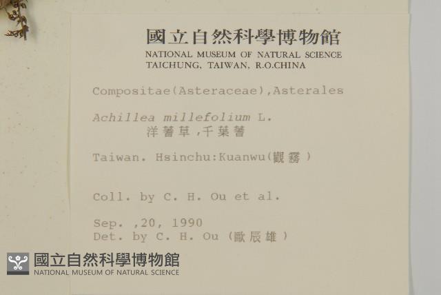 洋蓍草、千葉蓍藏品圖，第2張