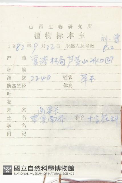 垂果南芥菜藏品圖，第2張