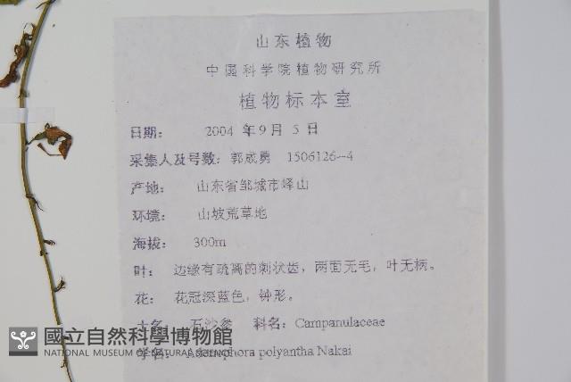 石沙參藏品圖，第2張