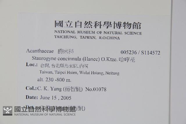 哈哼花藏品圖，第2張