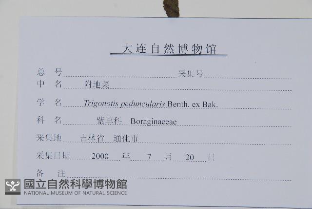 附地菜藏品圖，第2張