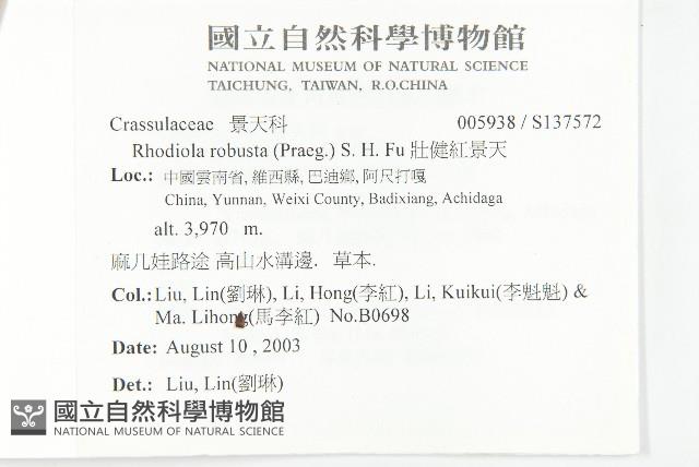 壯健紅景天藏品圖，第2張