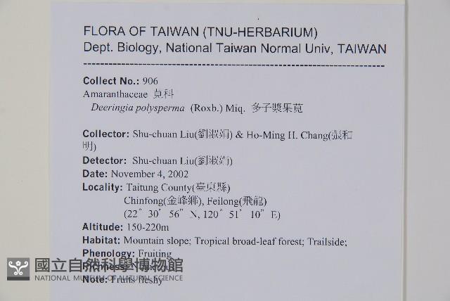 多子漿果莧藏品圖，第2張