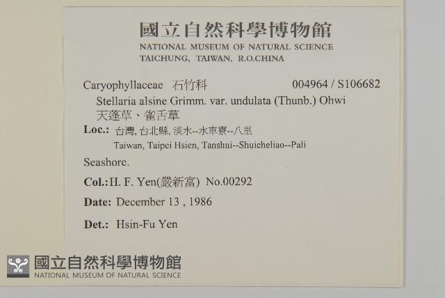 天蓬草、雀舌草藏品圖，第2張