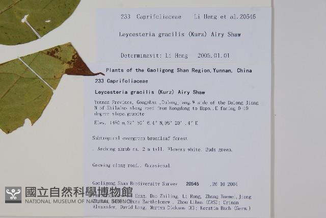 纖細風吹蕭藏品圖，第2張