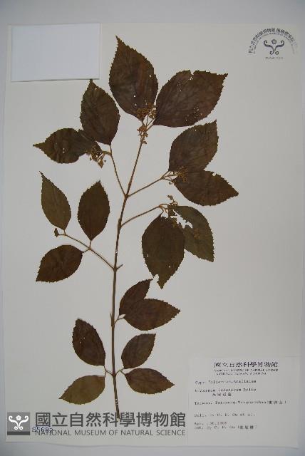 呂宋莢迷藏品圖，第1張