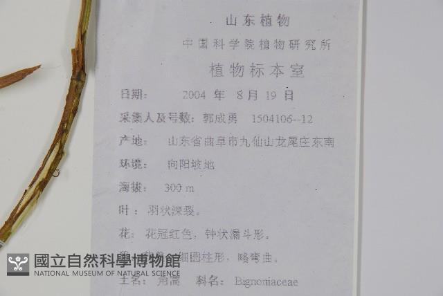 角蒿藏品圖，第2張