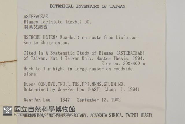 裂葉艾納香藏品圖，第2張