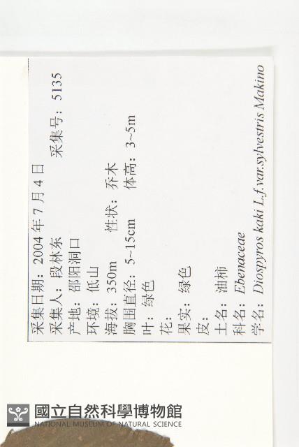 油柿藏品圖，第2張