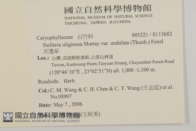 天蓬草藏品圖，第2張