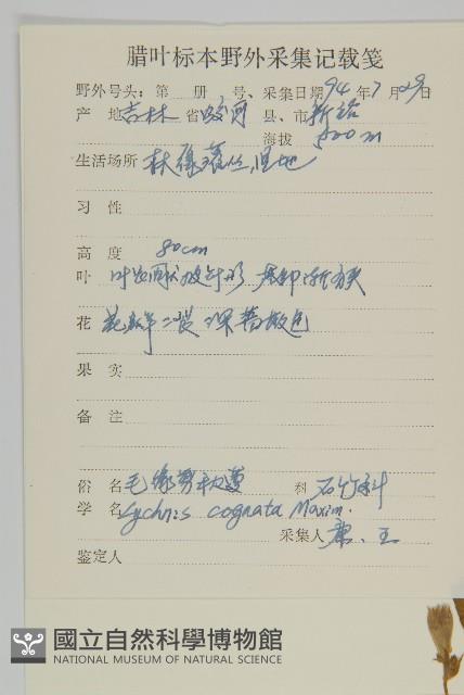 淺裂剪秋蘿藏品圖，第2張