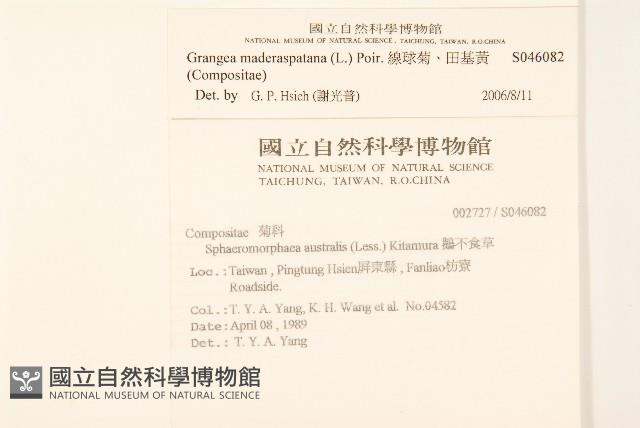 線球菊、田基黃藏品圖，第2張