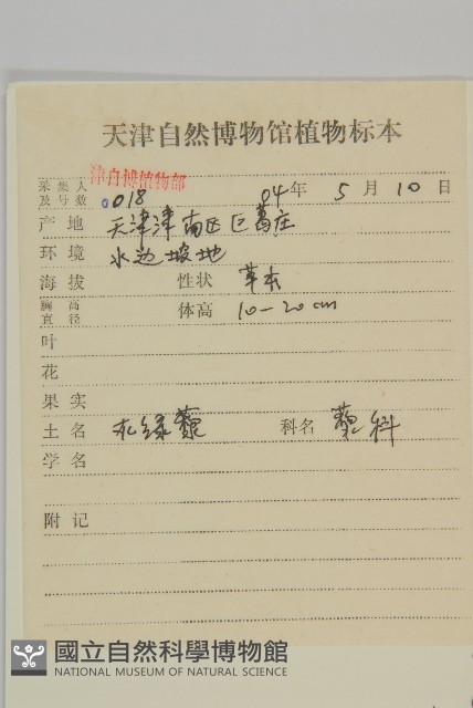 灰綠藜藏品圖，第2張