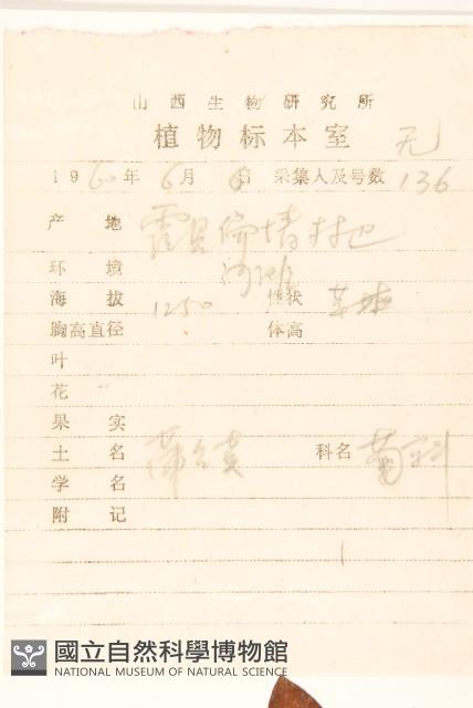 白緣蒲公英藏品圖，第2張